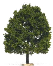 Zdjęcie Freon DAB2 - Drzewo dąb ok 14-15 cm.
