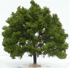Zdjęcie Freon DAB1 - Drzewo dąb ok 16 cm.