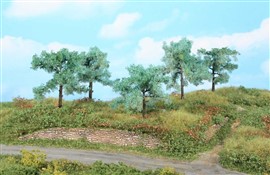 Zdjęcie Heki 1773 - 5 drzew, 8-10 cm