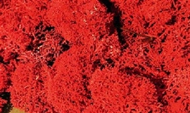 Zdjęcie Chrobotek, imitacja krzaków, czerwone