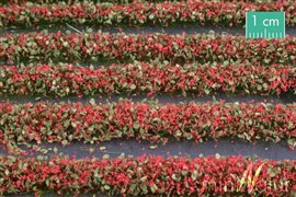 Zdjęcie Silhouette 731-23 - Paski trawy z kwiatami
