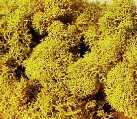 Zdjęcie Chrobotek, imitacja krzaków, żółte