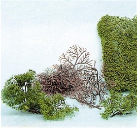 Zdjęcie Heki 1530 - 15 krzewów 2-6 cm