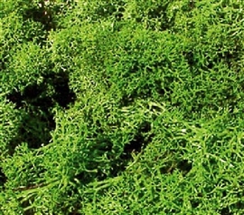 Zdjęcie Chrobotek, imitacja krzaków, jasno zielone
