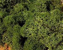 Zdjęcie Chrobotek, imitacja krzaków, średnio zielone