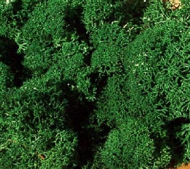 Zdjęcie Chrobotek, imitacja krzaków ciemno zielone