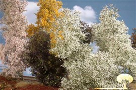 Zdjęcie Silhouette 200-15 - Krzaki filigranowe z kwiatami