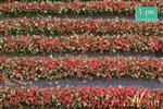 Silhouette 731-23 - Paski trawy z kwiatami