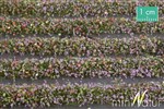Silhouette 731-24 - Paski trawy z kwiatami