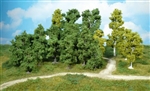 14 drzew liściastych 5-12 cm