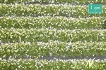 Silhouette 731-21 - Paski trawy z kwiatami