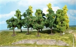 50 drzewek  8-13 cm